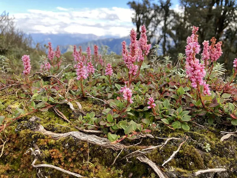 Flowers on the trail at Kush Kalyan